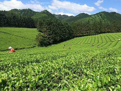 加盟瀟湘茶業(yè)要多少錢?全國瀟湘茶業(yè)需要75平米店鋪和11.83萬元資金!