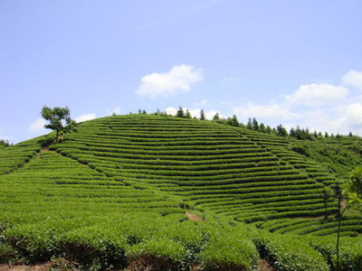 天榮茶業(yè)加盟,創(chuàng)業(yè)天榮茶業(yè)讓您開(kāi)開(kāi)心心賺錢!