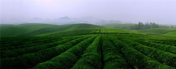 一片茶葉筑夢小康--湄潭縣榮獲2018中國茶業品牌影響力全國十強縣(市)